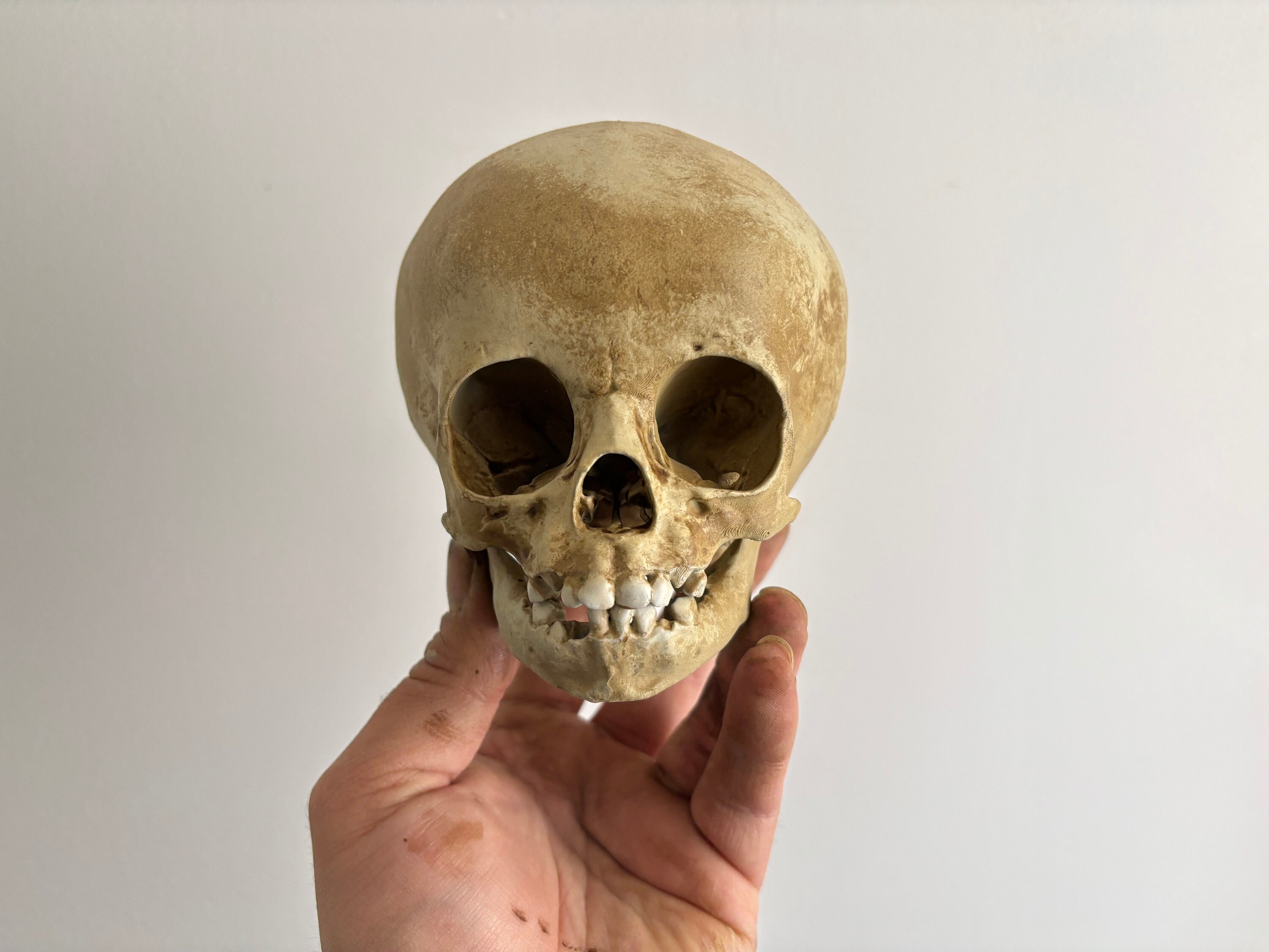 Replica of a 16-month-old Child's Human Skull - Etsy