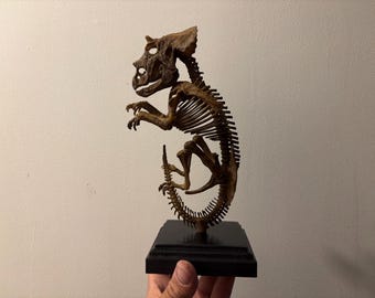 Triceratops fetus skeleton replica on wooden base