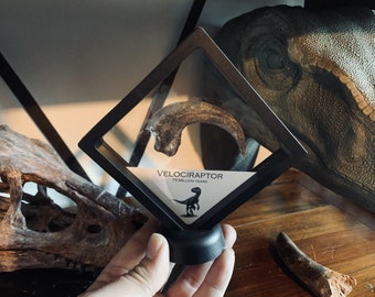 Realistic Velociraptor Claw Replica Frame