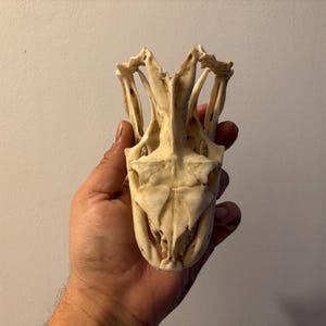 May include: An off-white animal skull, held in a hand. The skull's structure is complex, with visible eye sockets, nasal cavity, and intricate bone formations. The skull is a natural item, possibly for educational or decorative use. The skull is a light beige colour.