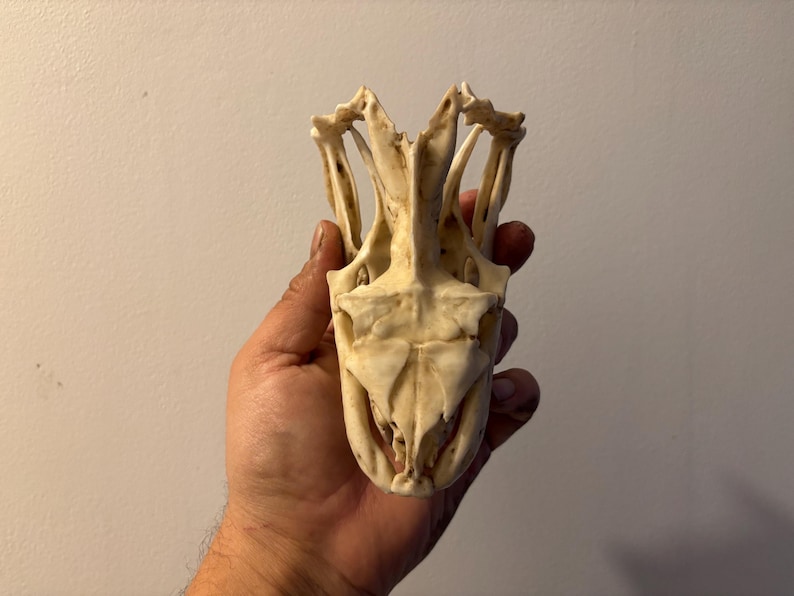 May include: An off-white animal skull, held in a hand. The skull's structure is complex, with visible eye sockets, nasal cavity, and intricate bone formations. The skull is a natural item, possibly for educational or decorative use. The skull is a light beige colour.