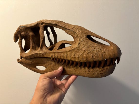 40cmのカルカロドントサウルス恐竜頭骨レプリカ!! - Etsy 日本
