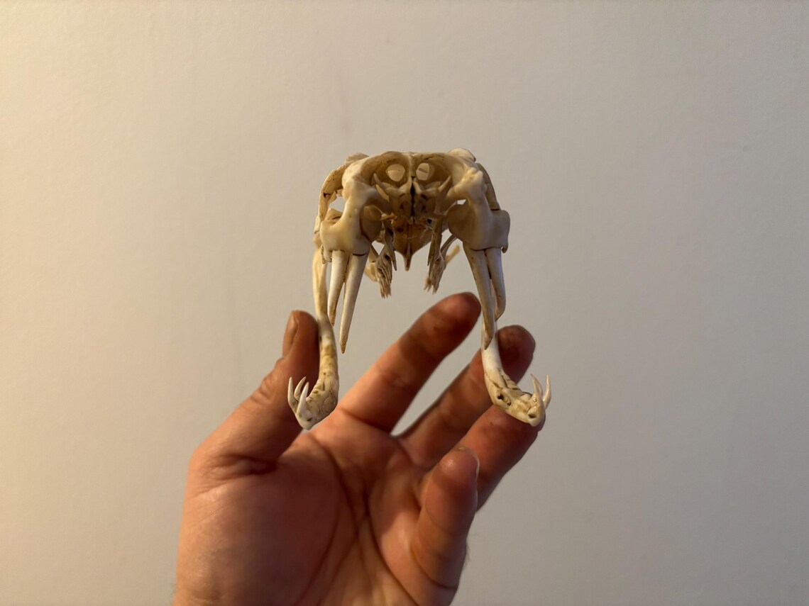 Snake Skull Bitis Gabonica Replica Replica Museum Quality - Etsy Canada