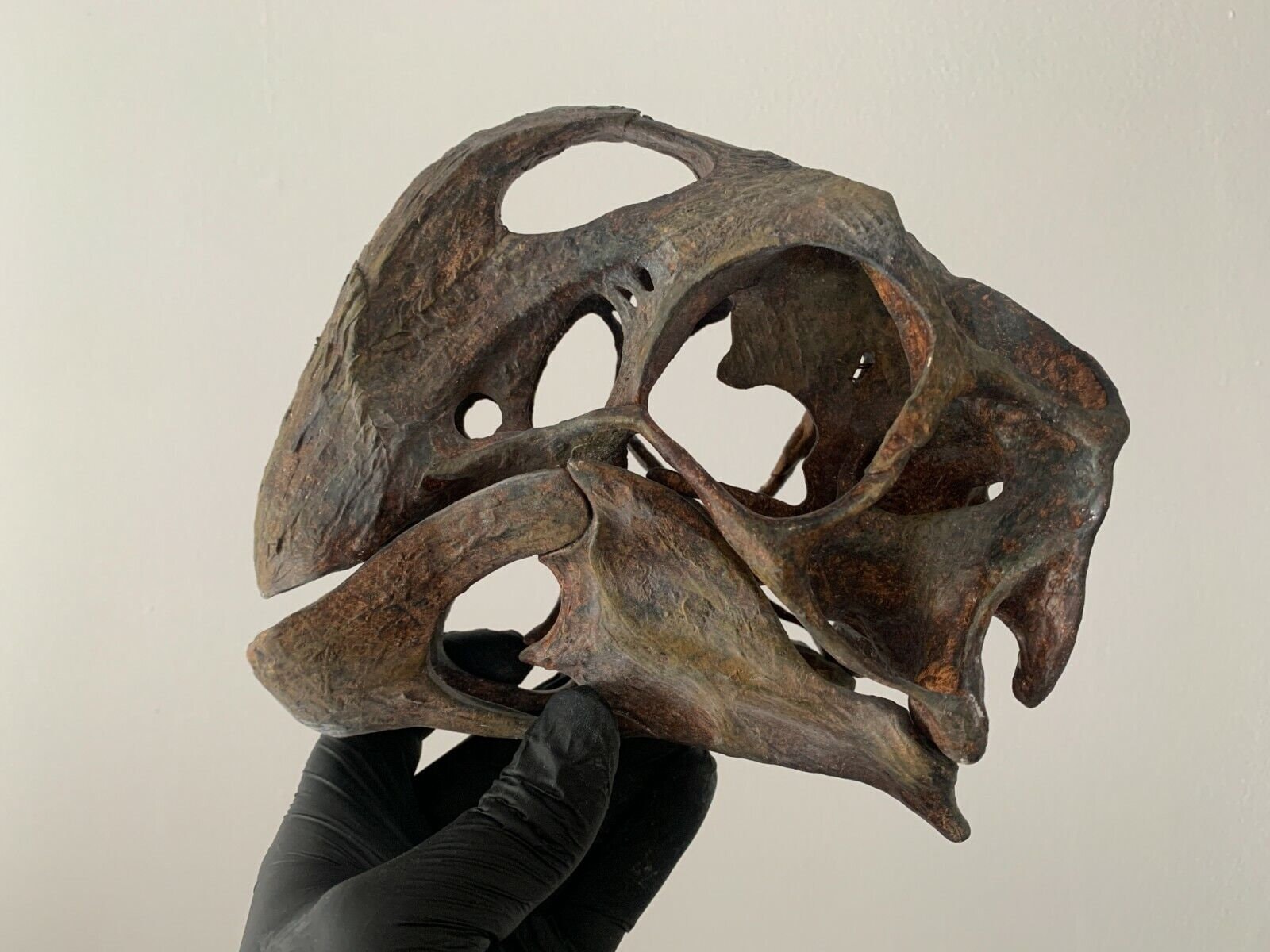 激レア！　バンドウイルカの頭蓋骨 激レア！ バンドウイルカの頭蓋骨 - メルカリ