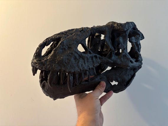 トリスタン・オットー作 ティラノサウルス（T-レックス）恐竜の頭蓋骨