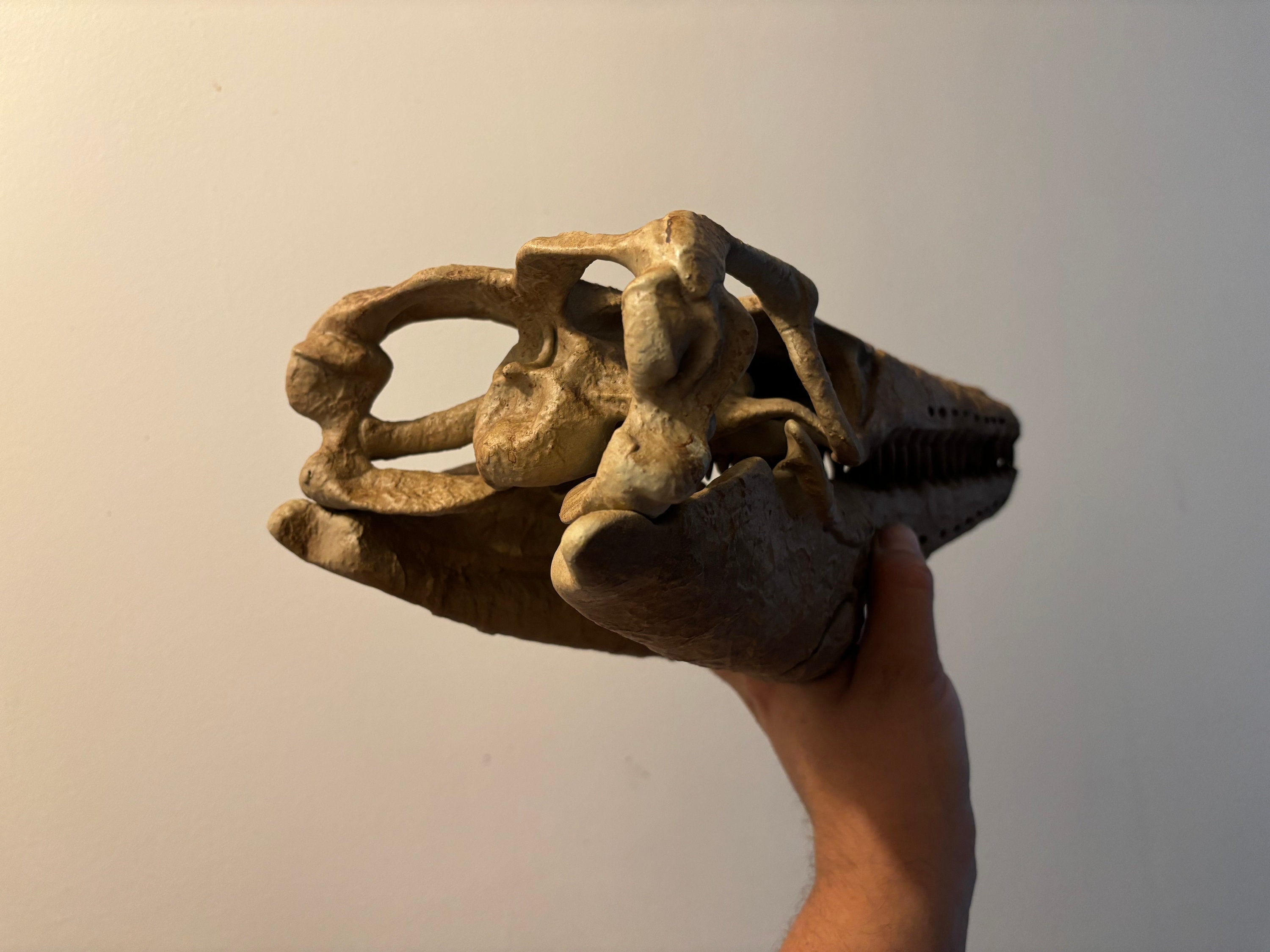 モササウルスの恐竜の頭蓋骨 モササウルスのレプリカ 恐竜の化石頭蓋骨