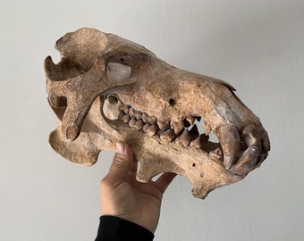 Crane de Daeodon shoshonensis museum quality / skull replica fossil
