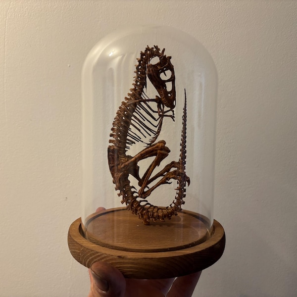 Réplica del esqueleto de un feto de Tyrannosaurus rex bajo una cúpula de cristal.
