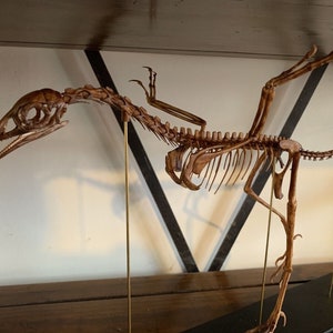 Può includere: Una replica scheletrica dettagliata di un dinosauro, montata su una base nera con aste di metallo dorato per il supporto. Il dinosauro è in posizione di corsa con la testa inclinata verso il basso.