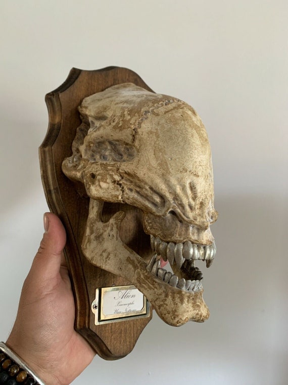 アンテロープ頭部の置物 楽天市場】アフリカのクードゥー(アンテロープ)の頭骸骨スカル 壁掛け