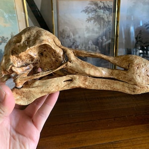 Könnte beinhalten: Eine Nahaufnahme einer hellbraunen Dodo-Schädelreplik. Der Schädel ist detailliert mit Knochenstruktur und hat einen langen Schnabel.