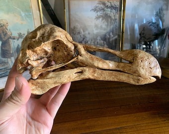 Replica dodo skull Raphus cucullatus