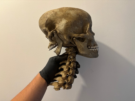 エドワード・モードレイクの頭蓋骨レプリカ / 奇妙な物 / 珍品の