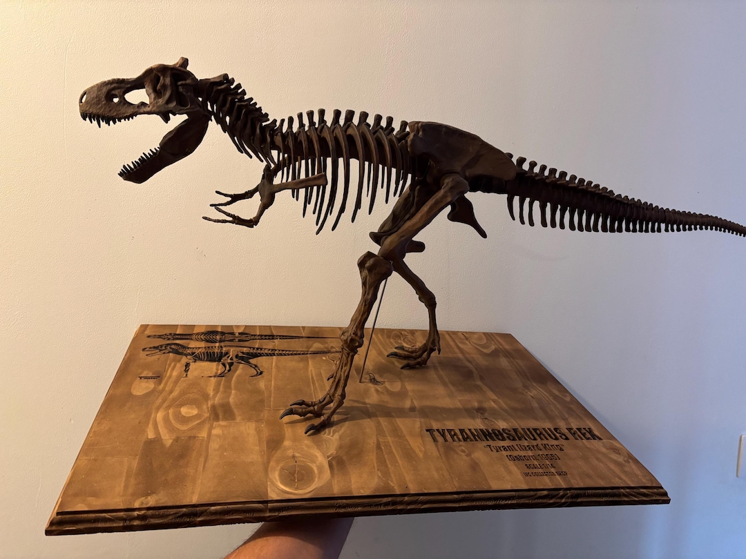 95cmのティラノサウルス・レックス恐竜の骨格とレーザー彫刻され