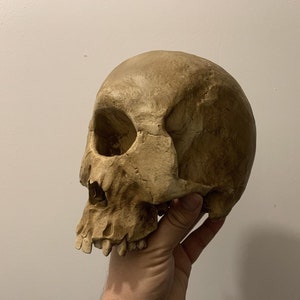 replica of cyclops skull / Oddities / Cabinet of curiosities