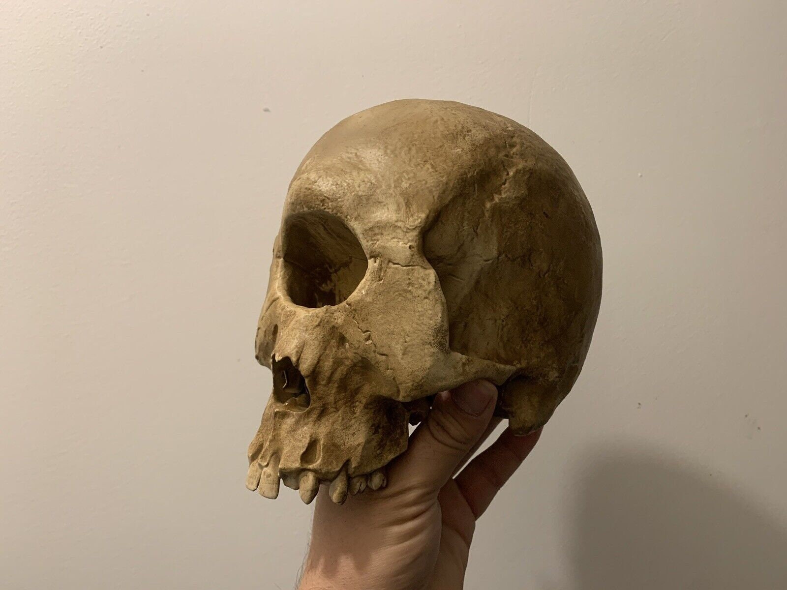 サイクロプスの頭蓋骨のレプリカ / 珍品 / 珍品のキャビネット - Etsy 日本