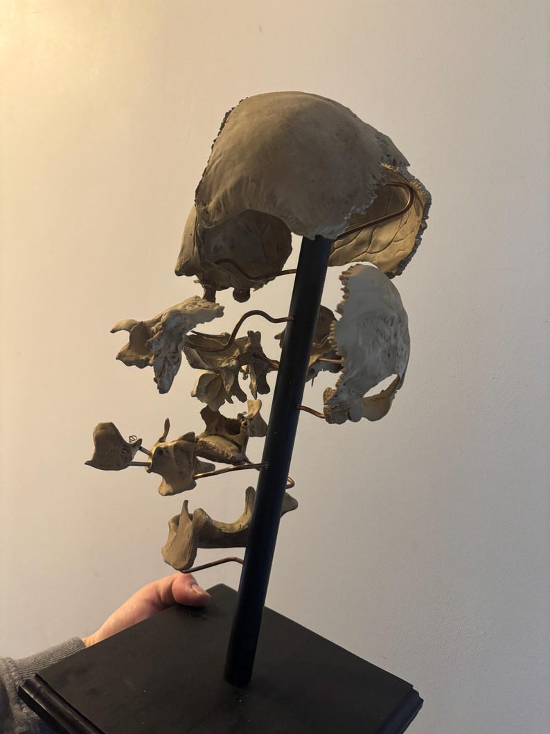 Exploded Replica of a Human Skull at Beauchêne Oddities / Cabinet of ...