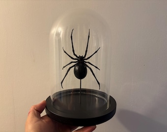 Giant black widow spider (Latrodectus mactans) resin