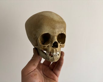 Réplique de crâne humain d'enfant de 16 mois