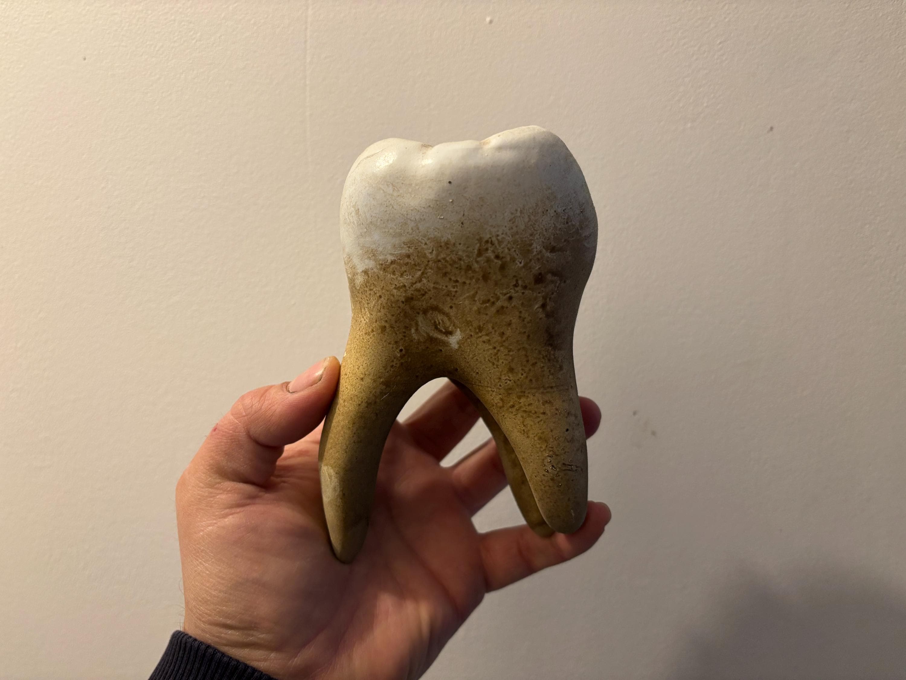 Vintage tooth model - Etsy 日本