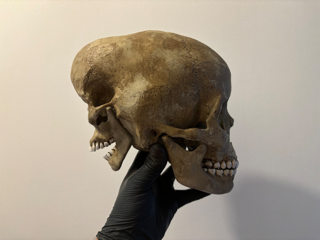 エドワード・モードレイクの頭蓋骨レプリカ / 奇妙な物 / 珍品の