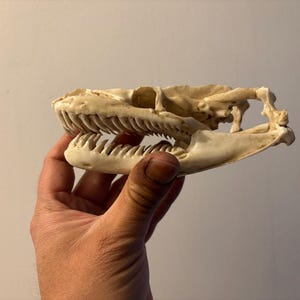 May include: An off-white reptile skull with detailed bone structure and visible teeth. The skull is held in a hand, showing its natural colour. The jaw is open, displaying the teeth.