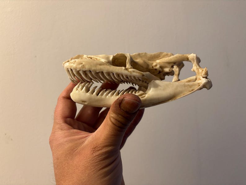 May include: An off-white reptile skull with detailed bone structure and visible teeth. The skull is held in a hand, showing its natural colour. The jaw is open, displaying the teeth.