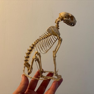 Peut inclure: Squelette de chat, avec côtes, colonne vertébrale et crâne visibles. Les os sont beiges clairs et le squelette est présenté en position assise. L'image est prise sur un fond uni.