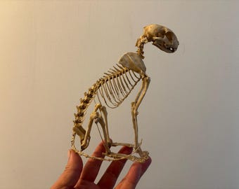 22cm resin kitten skeleton replica