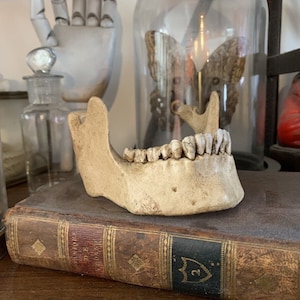 Può includere: Una mandibola umana in gesso bianco con denti, appoggiata su un libro antico rilegato in pelle con dettagli dorati. Il libro ha il numero "2" sulla copertina.