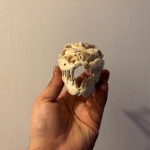 May include: An off-white animal skull with detailed bone structure and visible teeth. The skull is held in a hand, highlighting its size and intricate features. The skull appears to be from a carnivorous animal.