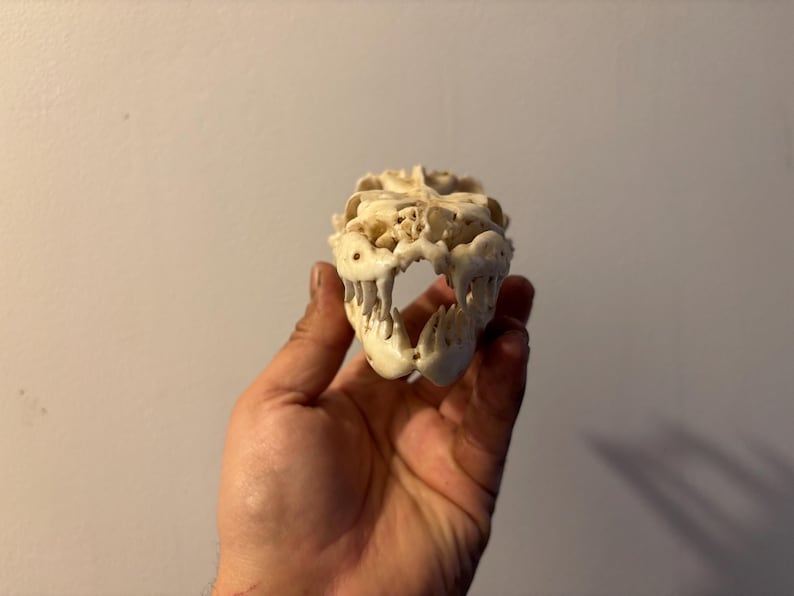 May include: An off-white animal skull with detailed bone structure and visible teeth. The skull is held in a hand, highlighting its size and intricate features. The skull appears to be from a carnivorous animal.