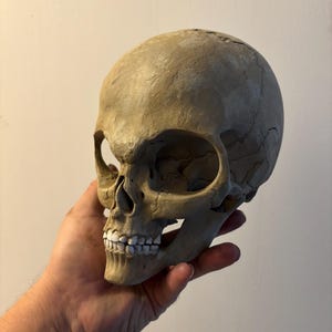 Può includere: Una replica di teschio color beige e testurizzata, caratterizzata da orbite oculari prominenti, una cavità nasale definita e una serie di denti bianchi. La superficie presenta crepe visibili e dettagli usurati su tutto il cranio.