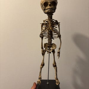 Resin fetus skeleton replica 39 cm