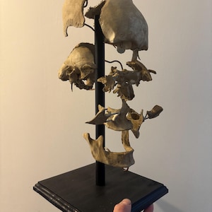 Exploded Replica of a Human Skull at Beauchêne Oddities / Cabinet of ...