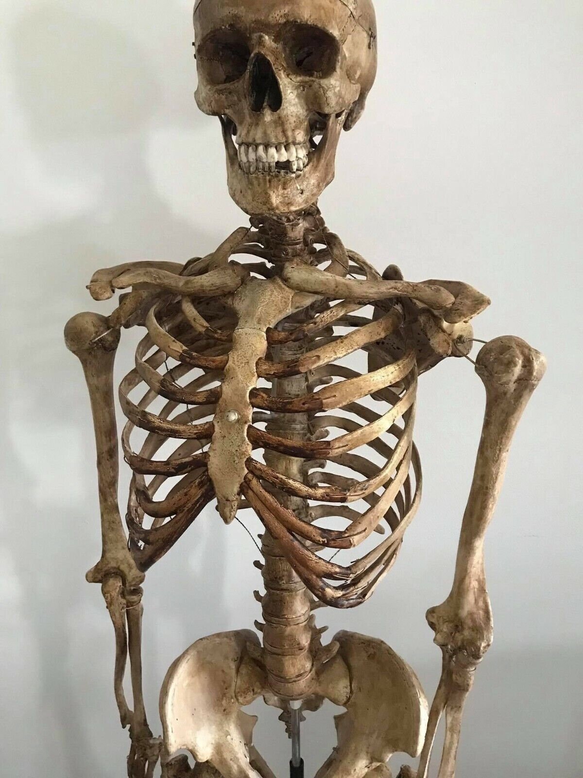 Posable Life Size Menselijk Skelet Familie Set van 4-2 Volwassenen (5' 2) & 2 Kinderen (2')-Halloween Prop Indoor Outdoor Decoraties w Buigen Gearticuleerde Botten - Spookachtig Spookhuis Party
