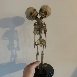 Resin two-headed fetus skeleton replica 39 cm