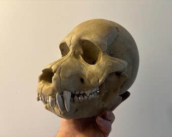 werewolf skull replica / Oddities / Cabinet of Curiosities