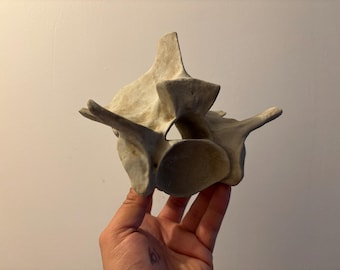 Snake vertebra snake vertebra museum quality Oddities