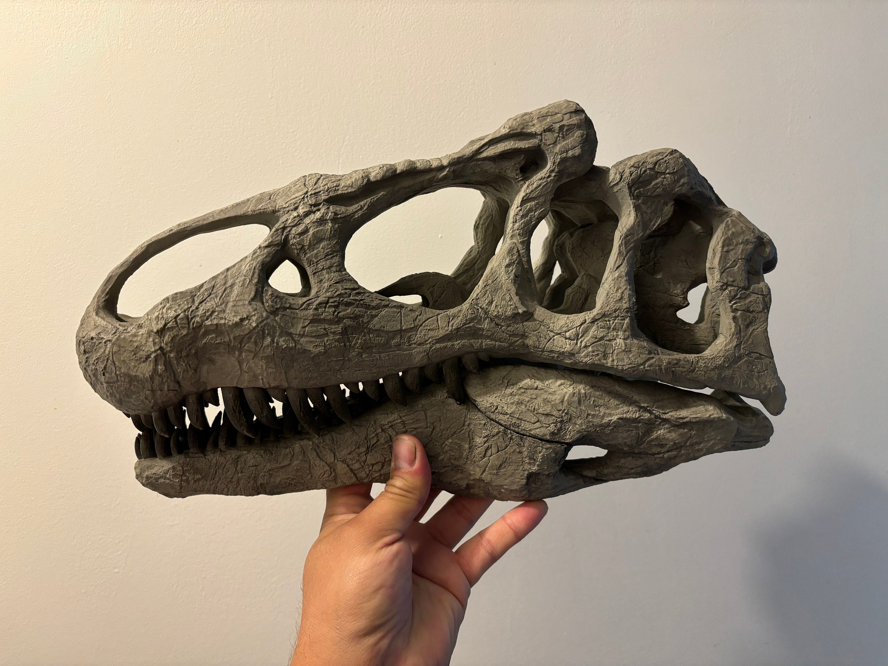 Dinosaur Skull of Allosaurus Big Al Replica Dinosaur Fossil