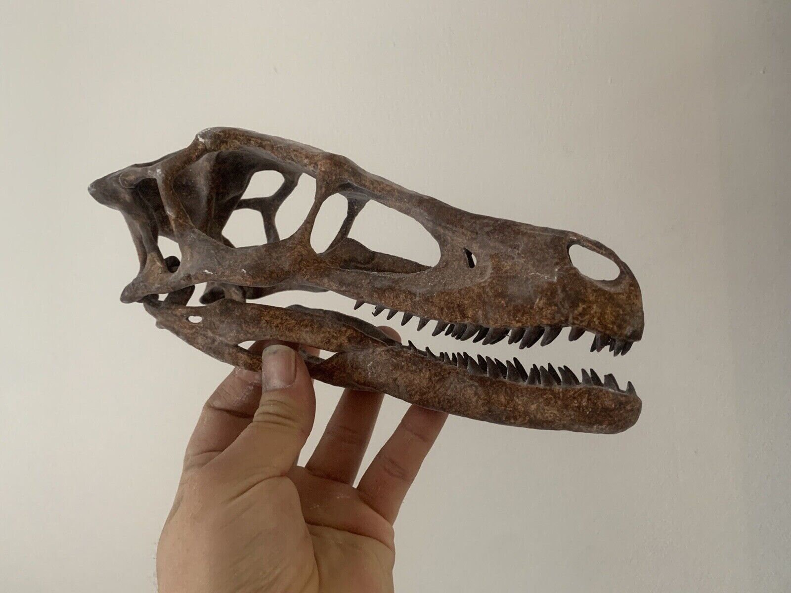 ヴェロキラプトル モンゴリエンシスの恐竜の頭蓋骨のレプリカ 恐竜の