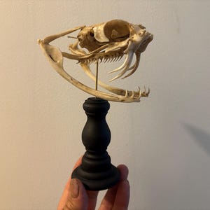 May include: A snake skull, with visible teeth and bone structure, is mounted on a small, black, decorative stand. The skull is a natural off-white colour, and the stand is a matte black.