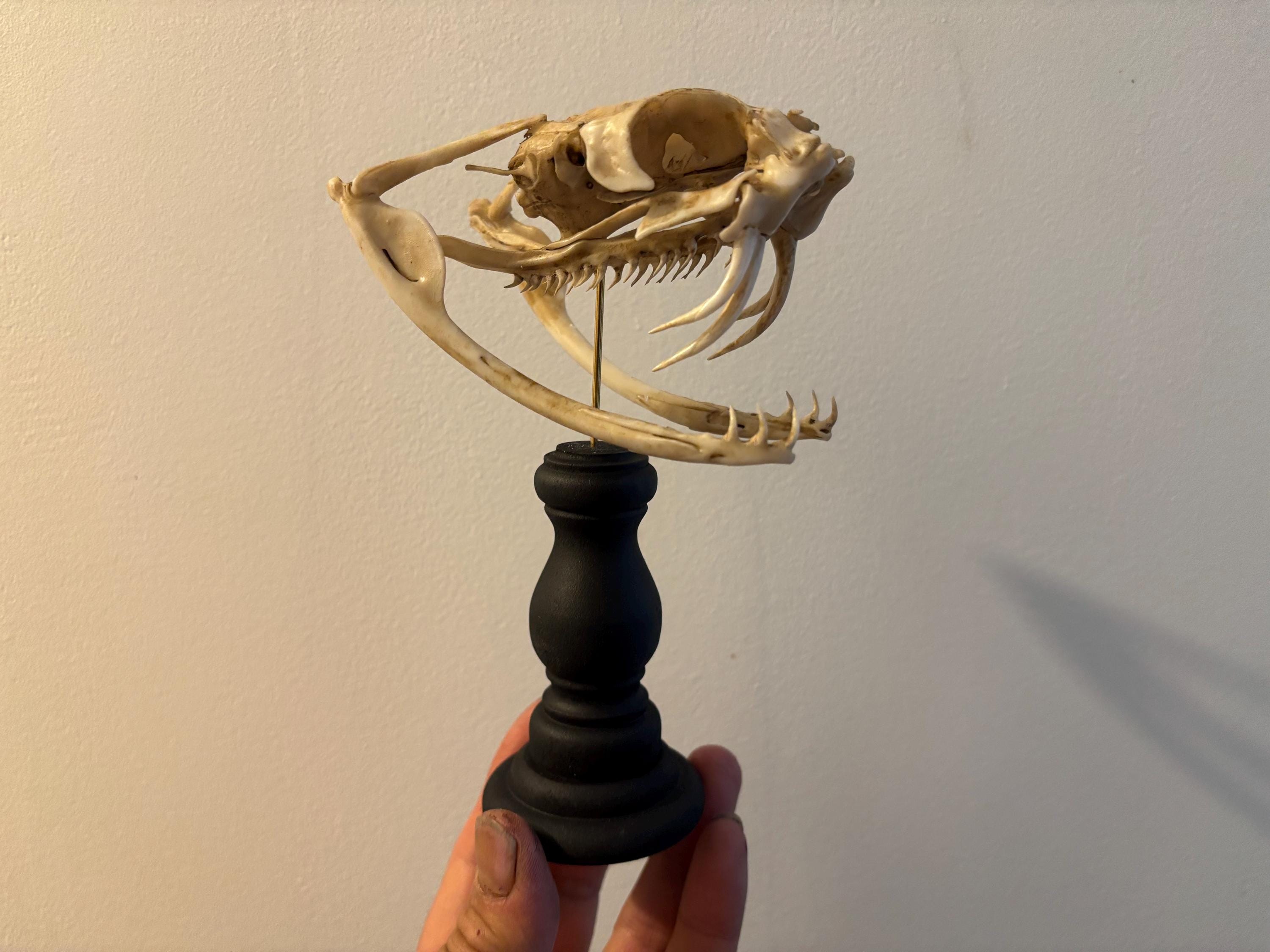 ビティス・ガボニカの蛇の頭蓋骨（台座付き）レプリカ（博物館品質