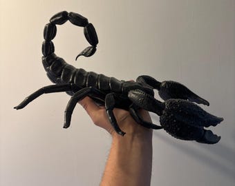 巨大サソリ、体長40cm / 珍品 / 珍品陳列棚 - Etsy 日本