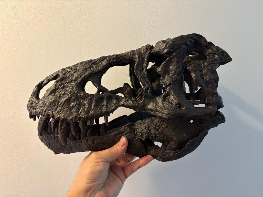 恐竜の頭蓋骨 ティラノサウルス T-rex トリスタン・オットー レプリカ