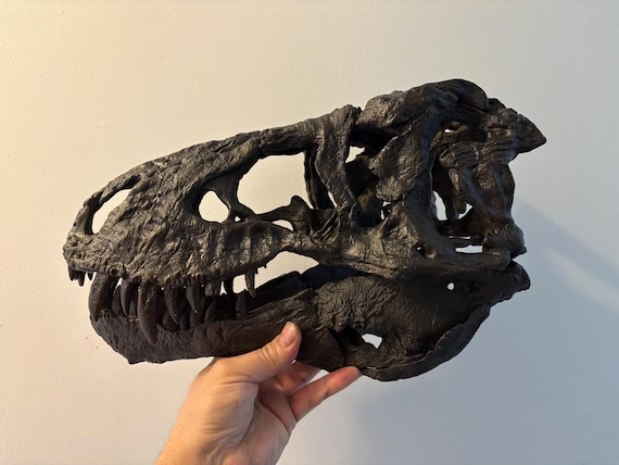 トリスタン・オットー作 ティラノサウルス（T-レックス）恐竜の頭蓋骨