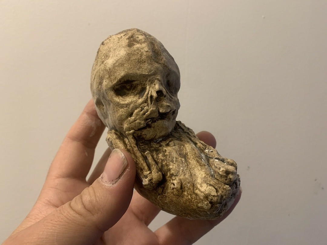 石灰化した胎児の石整ペディオンのレプリカ Oddities  珍品のキャビネット - Etsy 日本