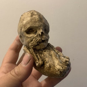 Replica of lithopedion calcified fetus Oddities / Cabinet of curiosities