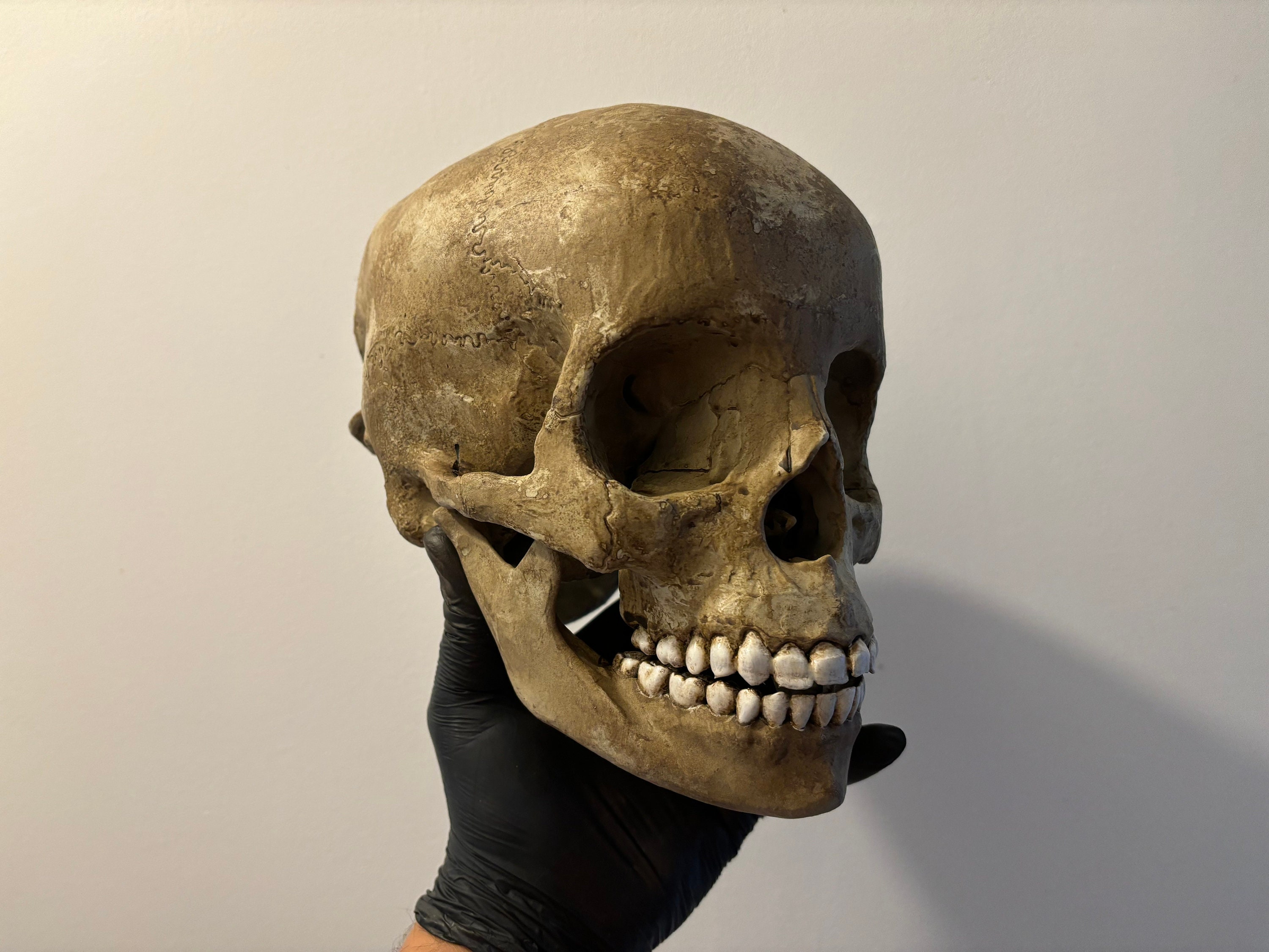 エドワード・モードレイクの頭蓋骨レプリカ / 奇妙な物 / 珍品の