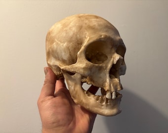 Human skull replica / Oddities / Cabinet of curiosities